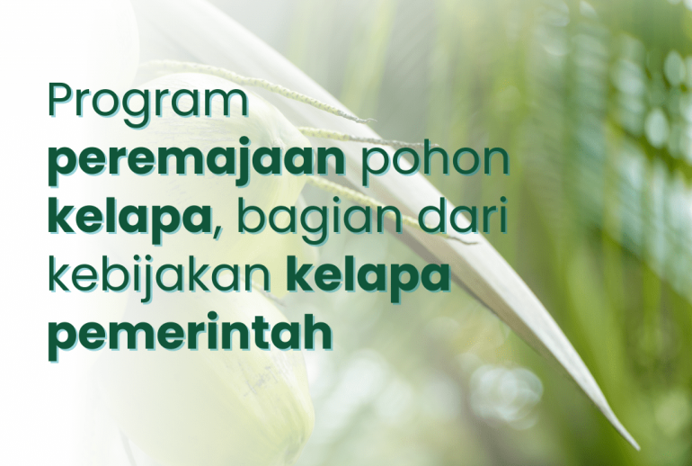 Program peremajaan pohon kelapa, bagian dari kebijakan kelapa pemerintah